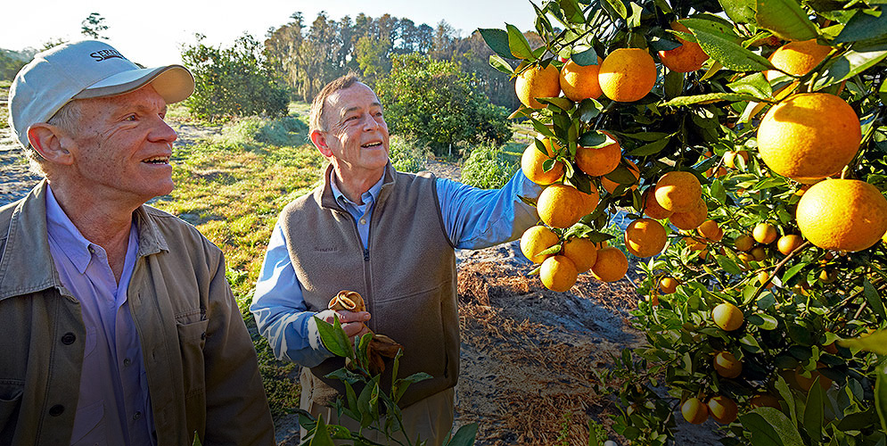 Zwei Männer pflücken Orangen in einem Obstgarten.