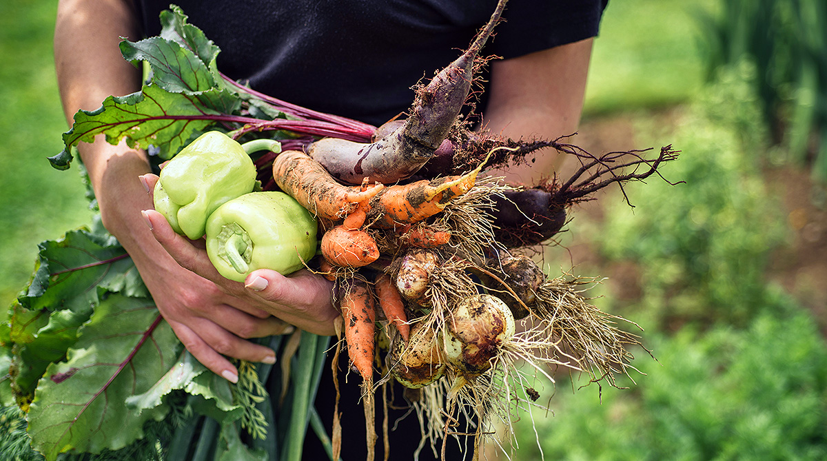 A person holds a bunch of vegetables in their hands.