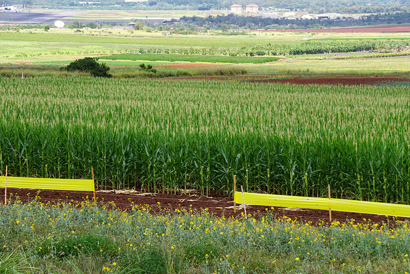 Farm field