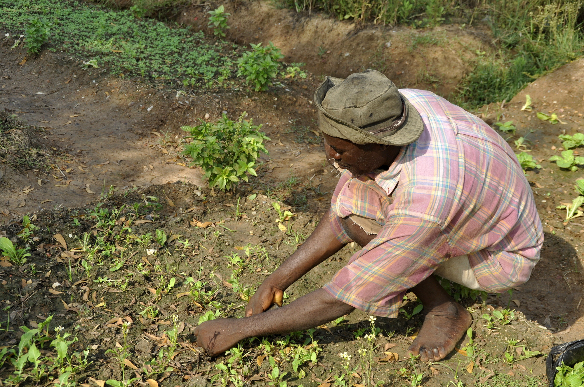 Farmer_working_1.jpg