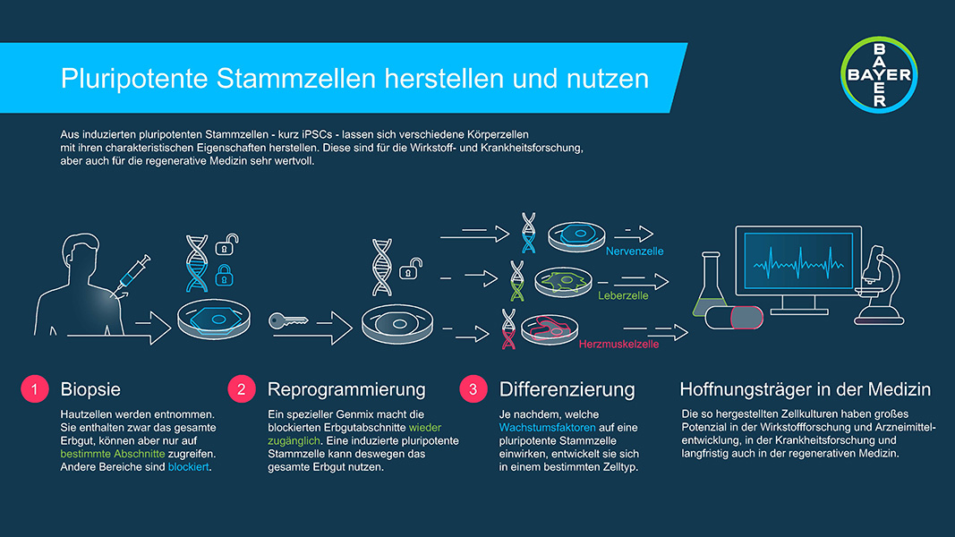 Infografik mit Erläuterungen zur Herstellung und Nutzung von Pluripotenten Stammzellen