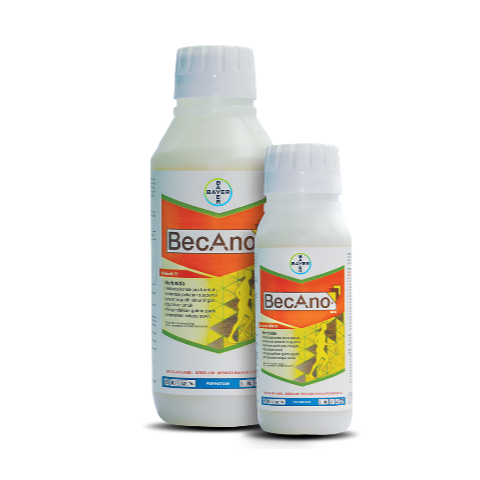 becano-id