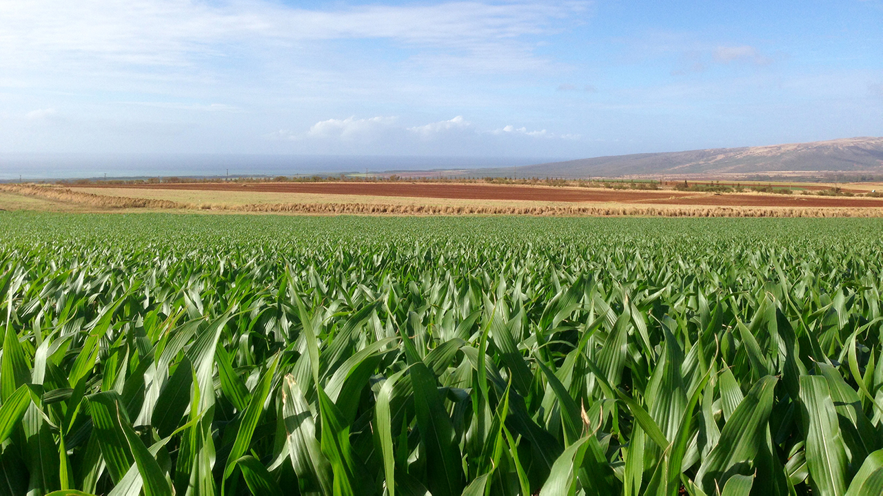 A field of corn with the ocean in the background.