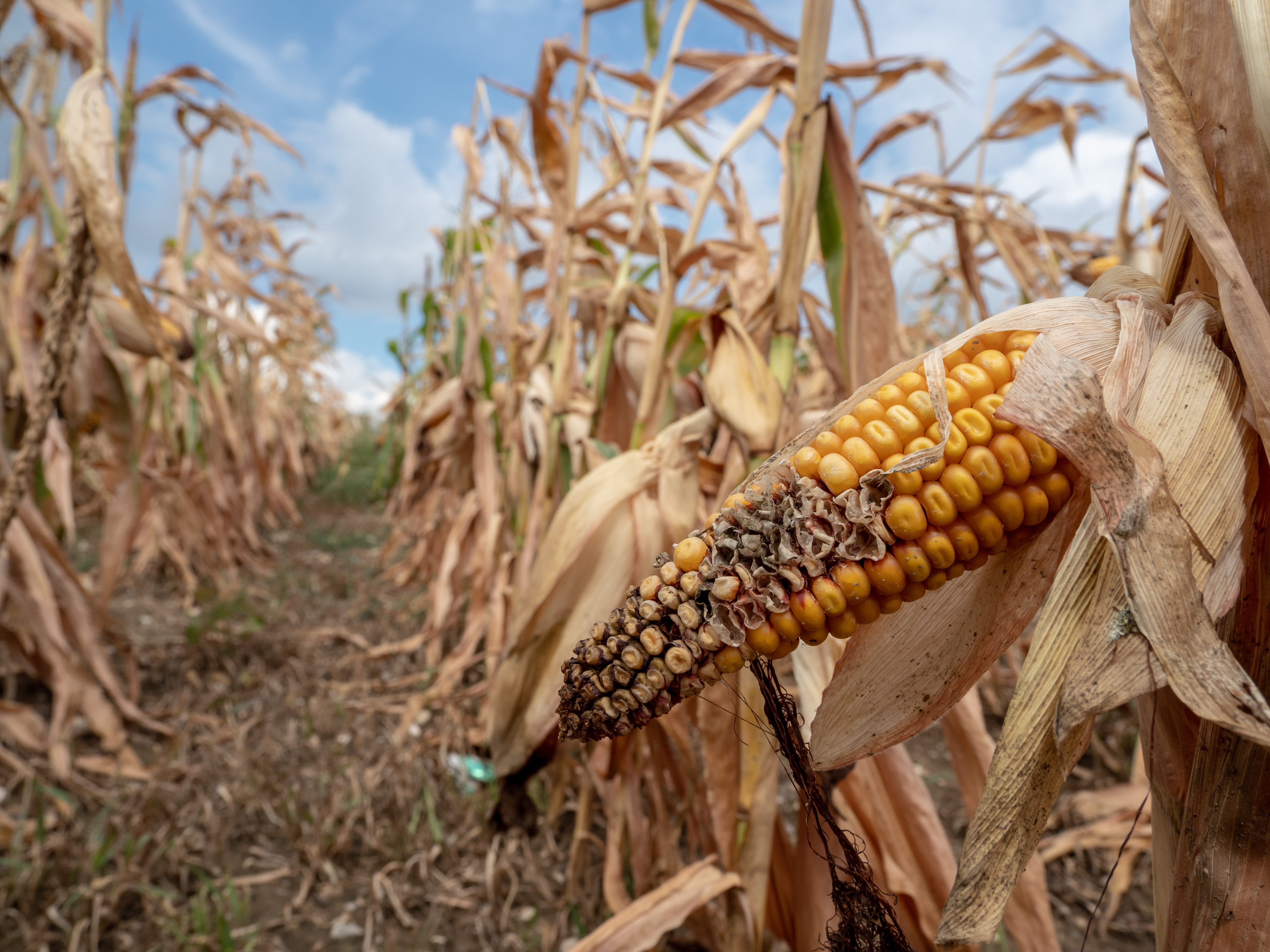 Maize field hit by drought