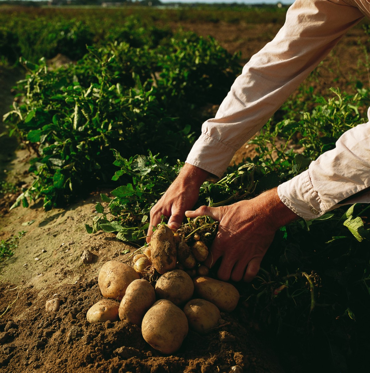 Potato harvest