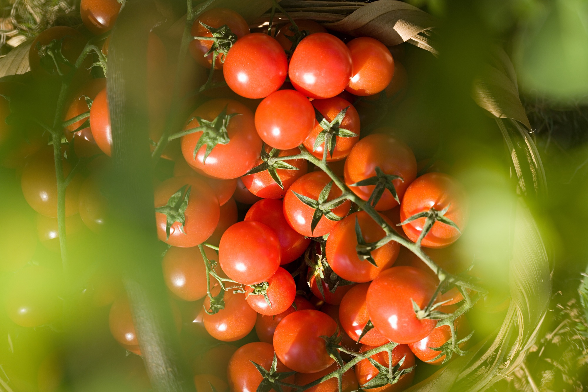 Tomatoes on a vine