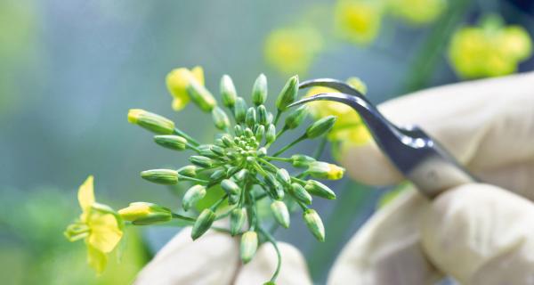 Canola_flower