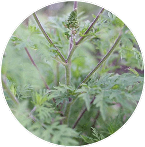 ragweed