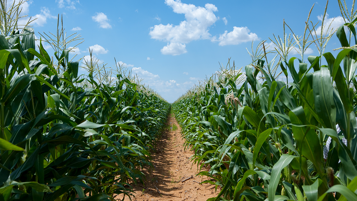 Corn Field