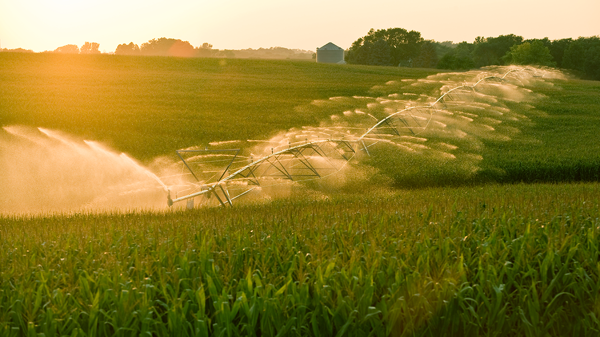 Sprinklers in a field