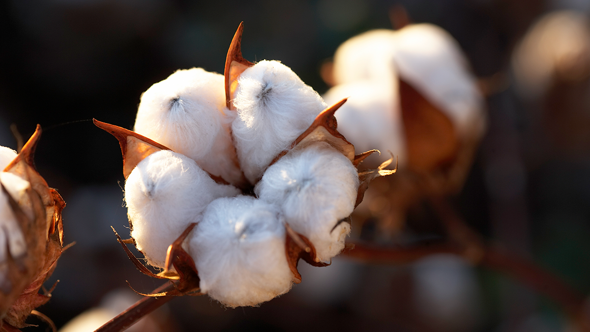 Cotton