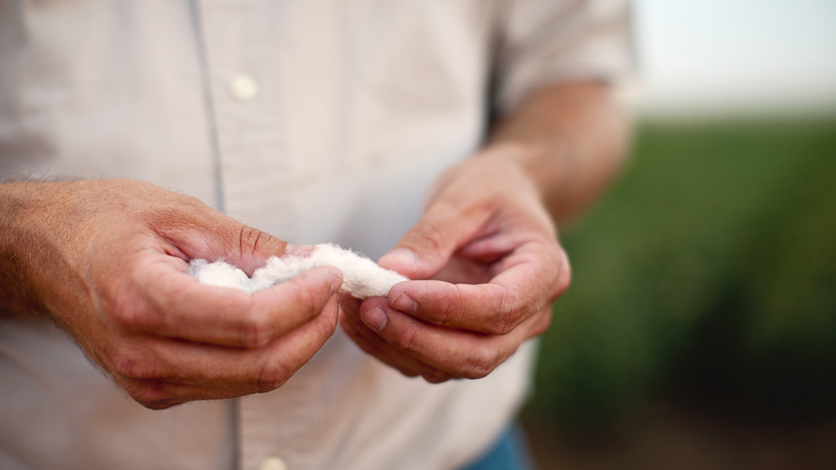 farmer with a piece of cotton