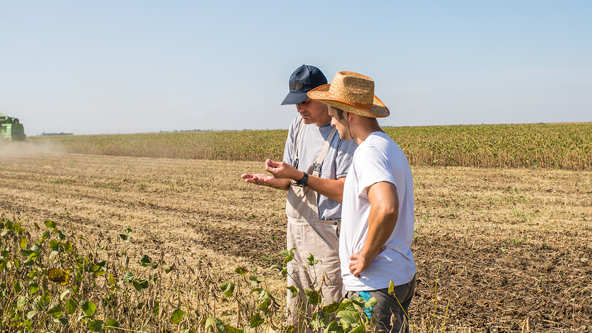 farmers inspecting crop