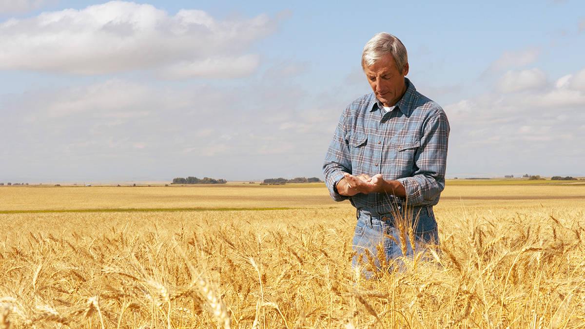 Farmer checking his field