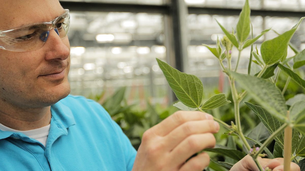 Researcher inspecting soybeans