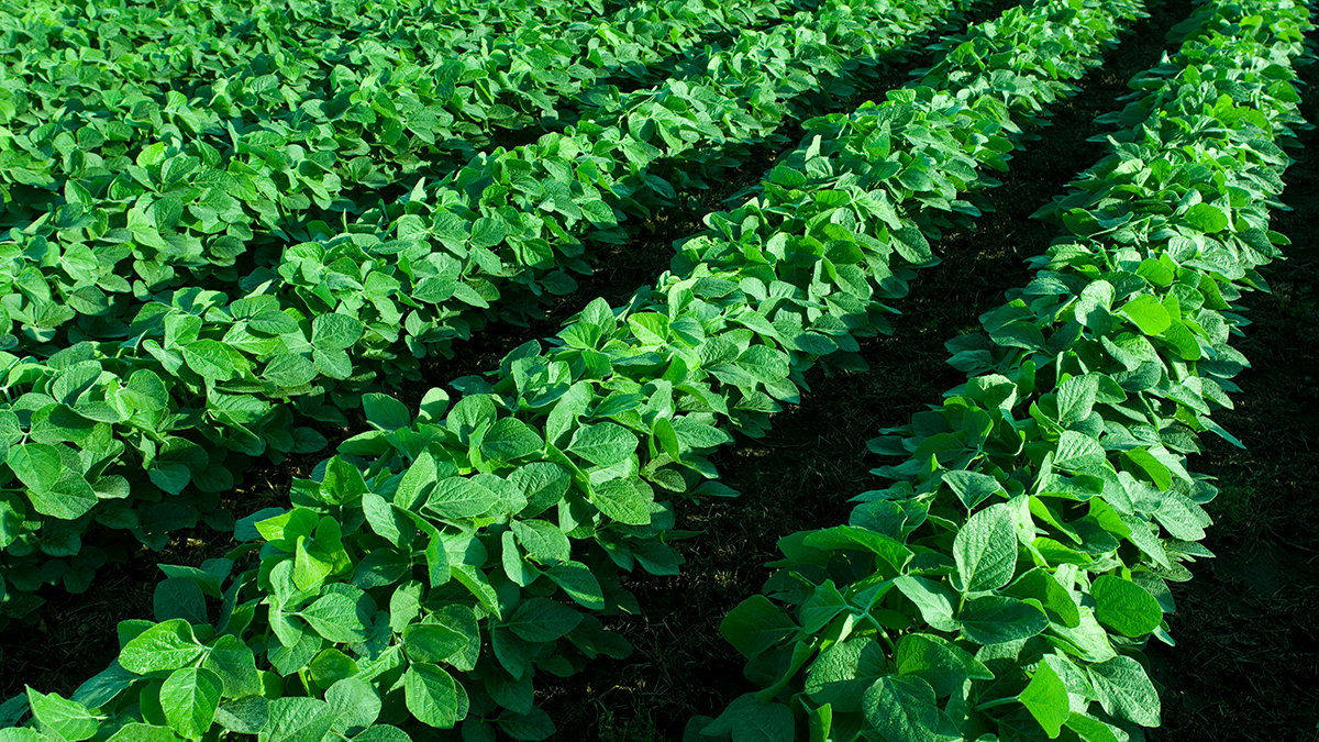 Soybean field