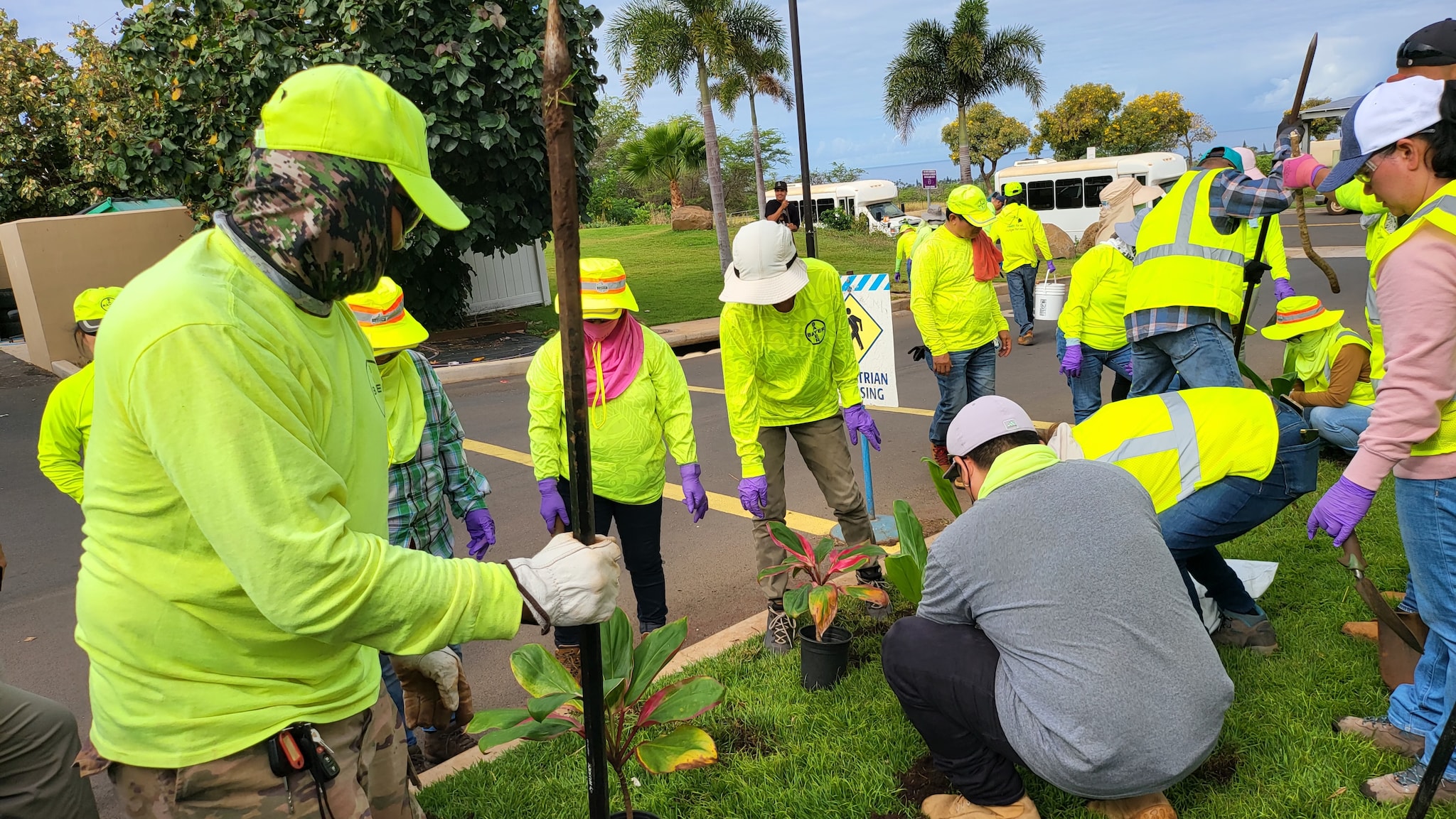 Maui Tree Planting