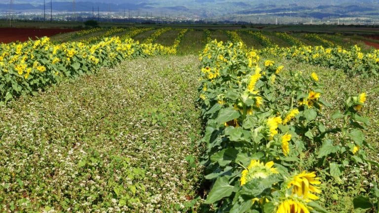 Agricultural-Lands-Bayer-Bayer-Hawaii-Agriculture-Community