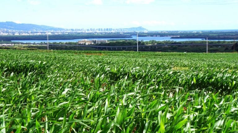 Agricultural-Lands-Bayer-Hawaii-Agriculture-Community