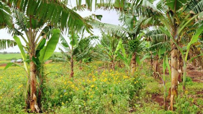 Bayer-Helps-Local-Farmers-Succeed-Hawaii-Agriculture-Community