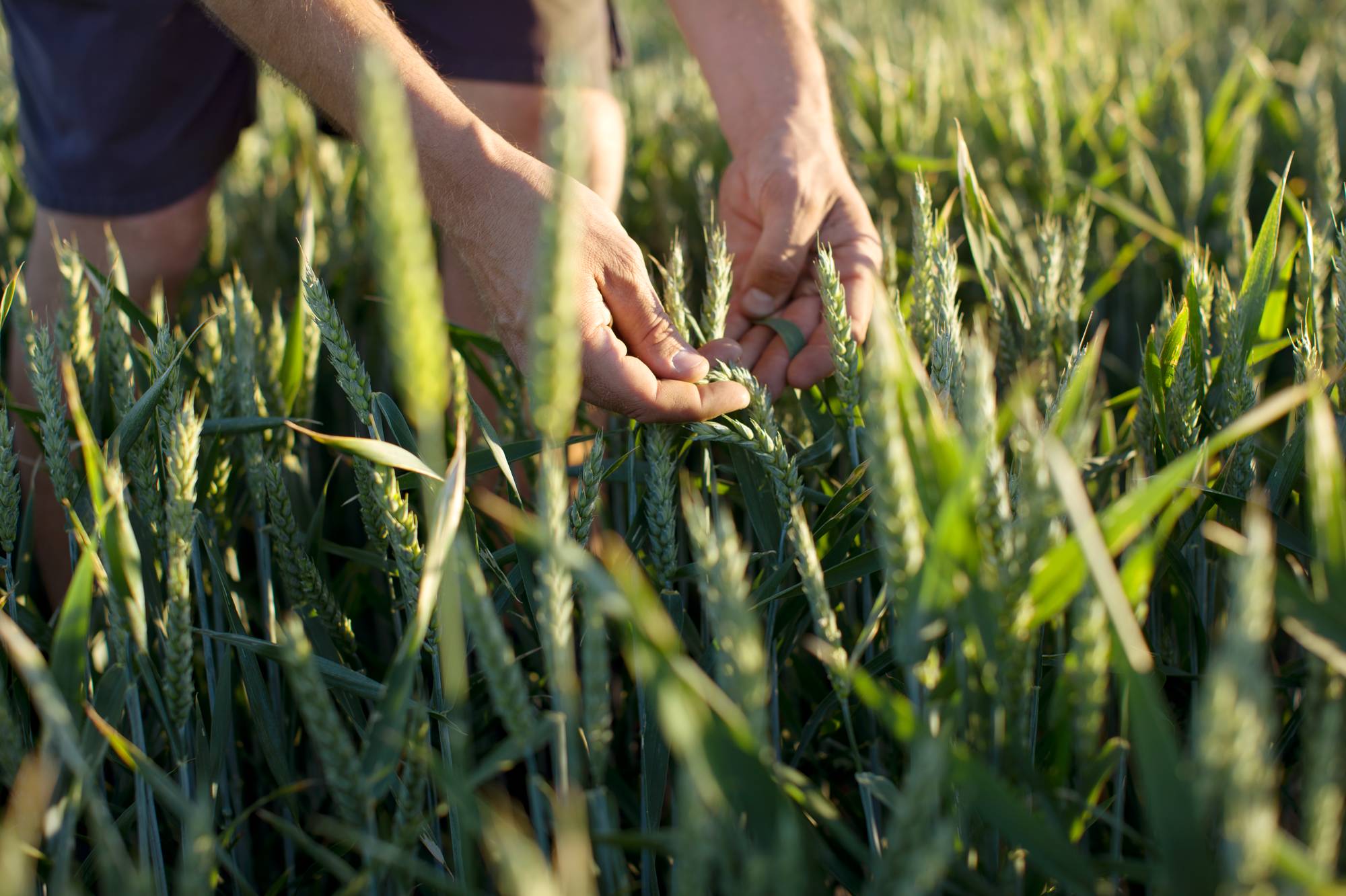 farmer-checking-wheat.jpg