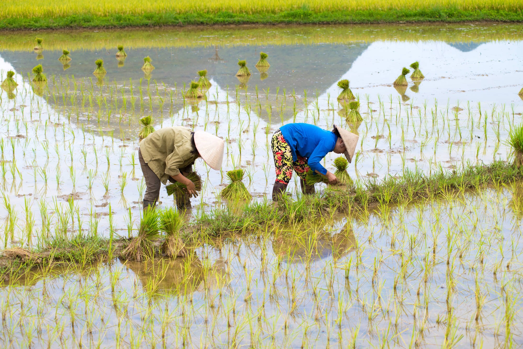 Farmers_in_paddy_field_4.jpg 