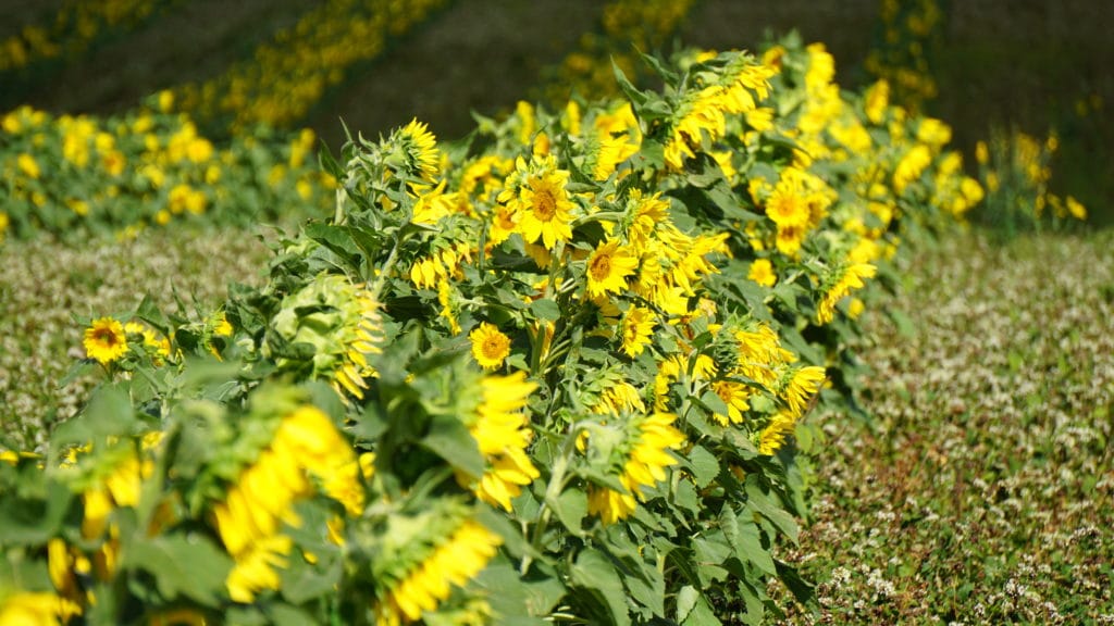 Important-Agricultural-Lands-Hawaii-Agriculture-Community