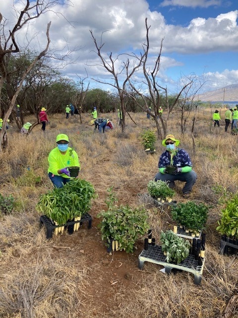 maui project