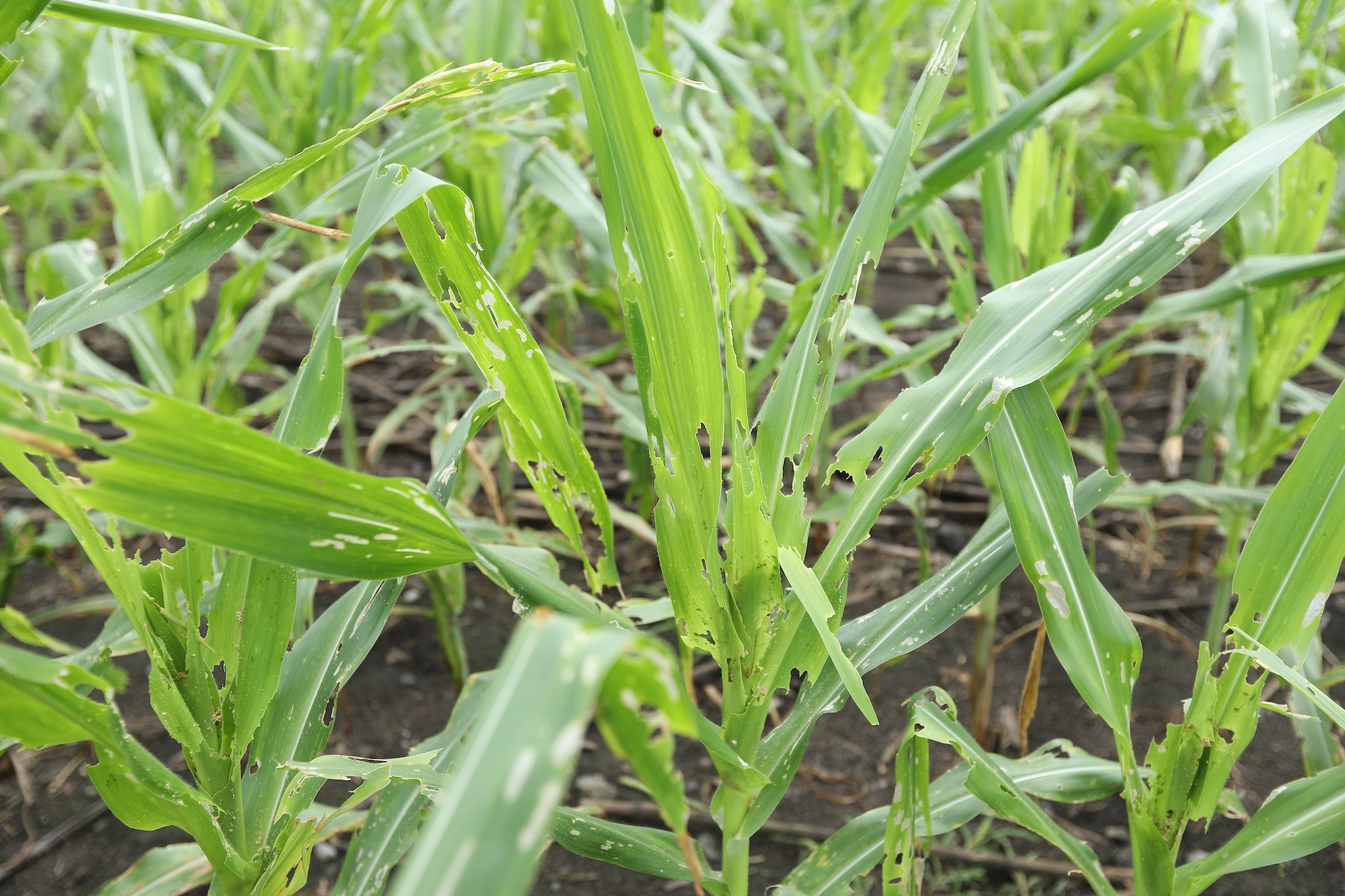  A field of corn was damaged by Fall Armyworm (FAW)