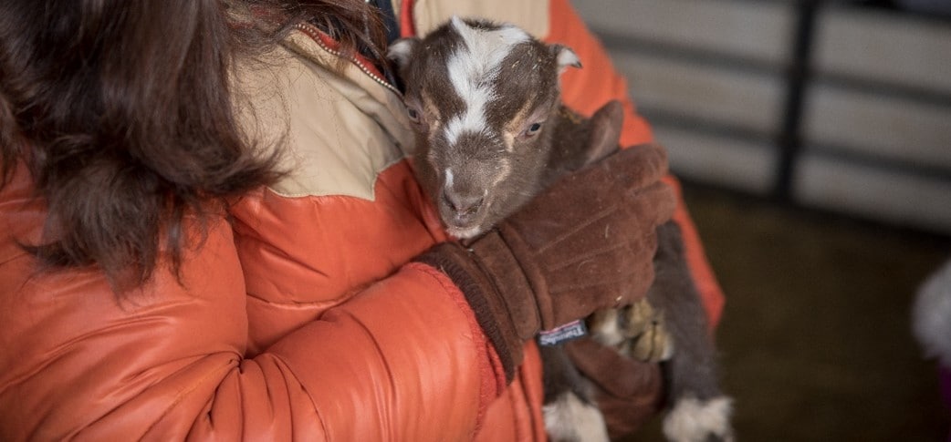 Cattle and goats raised on Bev’s farm