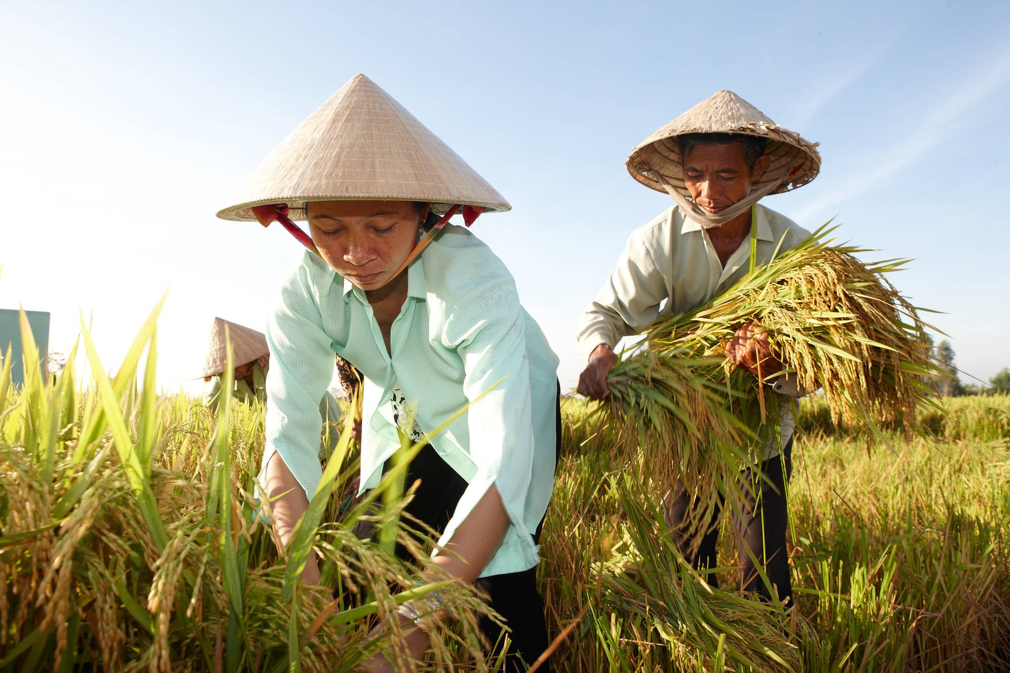 Rice_cultivation_6.jpg