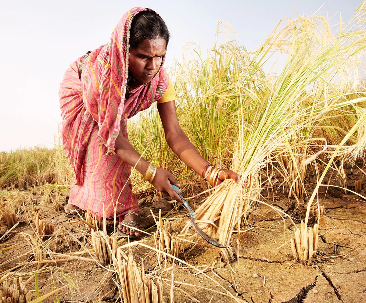 Rice collection in India