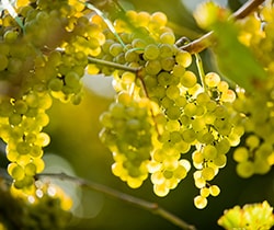 Ripe grapes sunshine.jpg