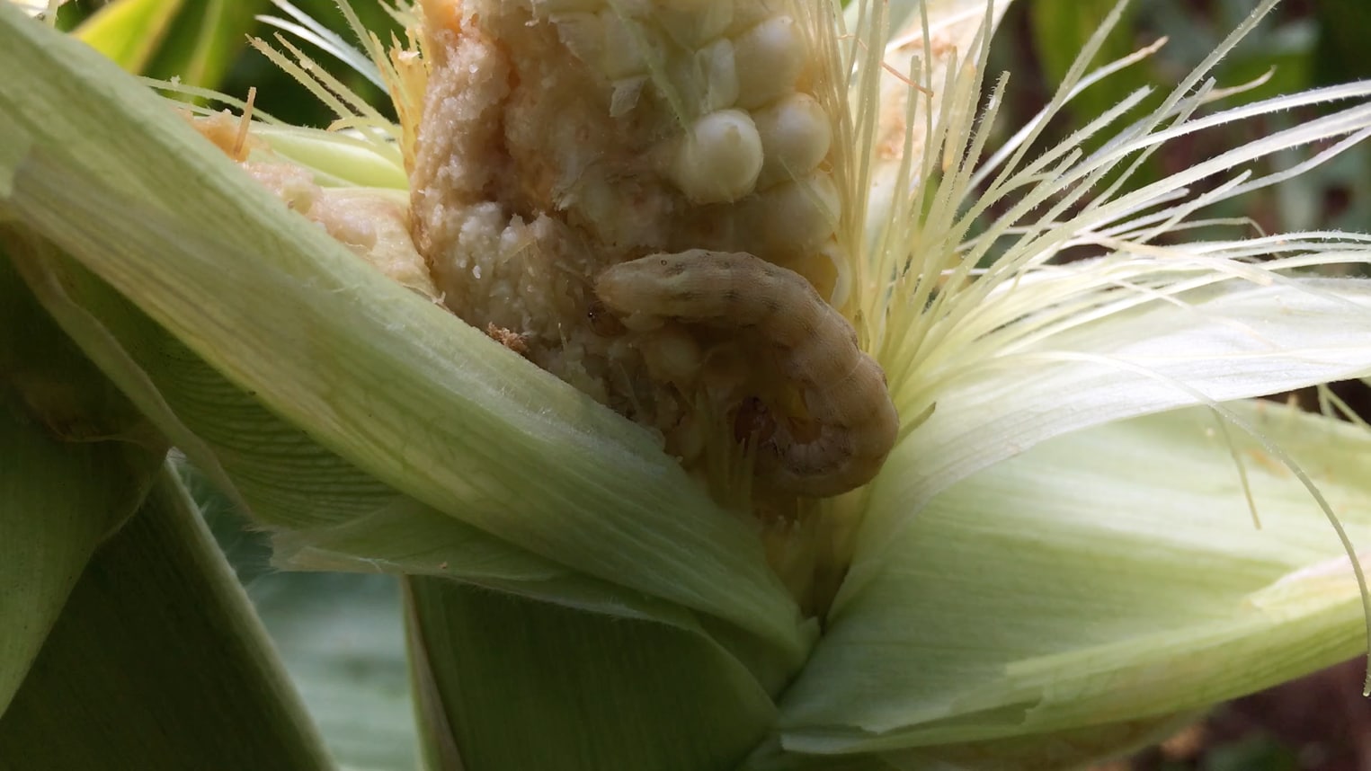 Corn image