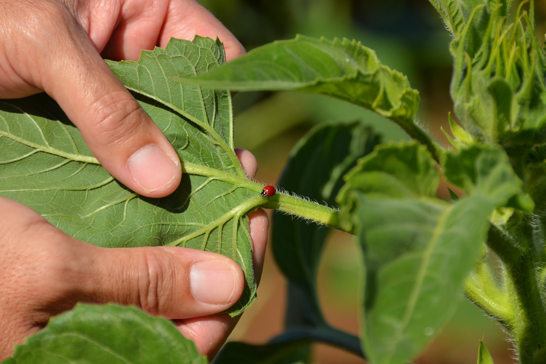 Lady Bug