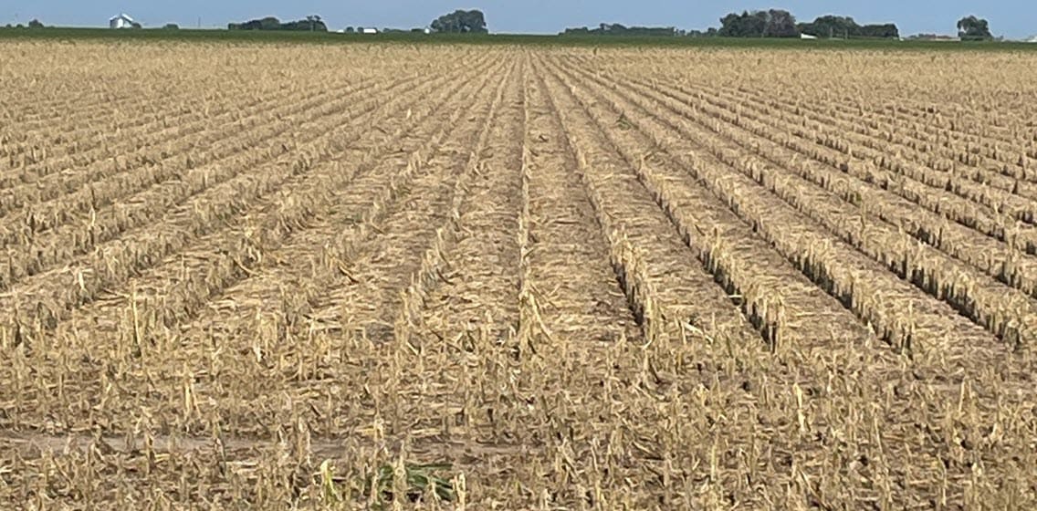 Hail damage in a corn field. 