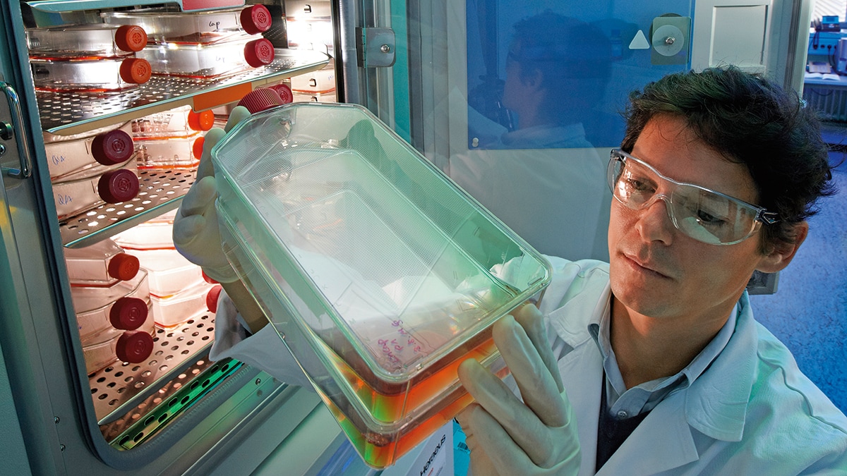 Tumor culters in an incubator