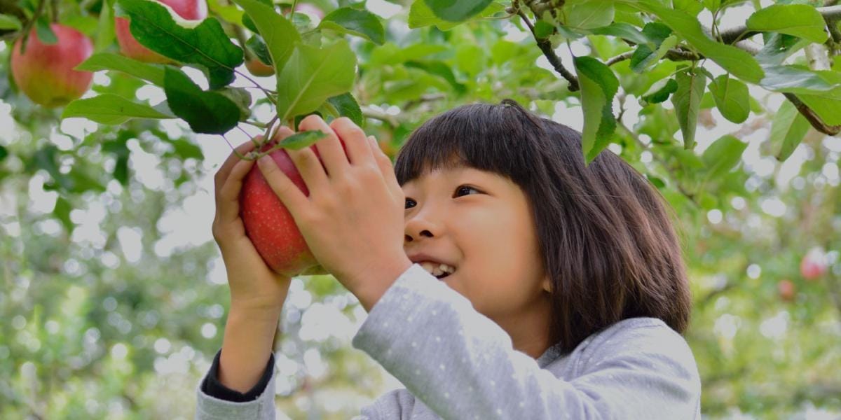 A little girl is picking an apple from a tree.