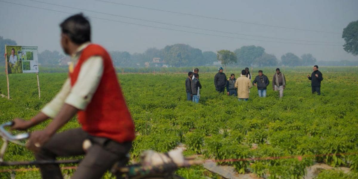 A man on a bicycle riding through a field of crops.