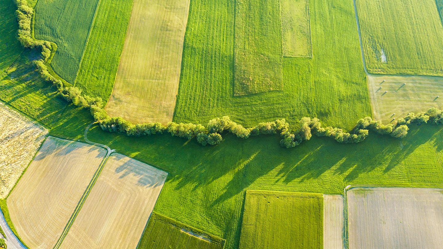 An aerial view of a green field and trees.