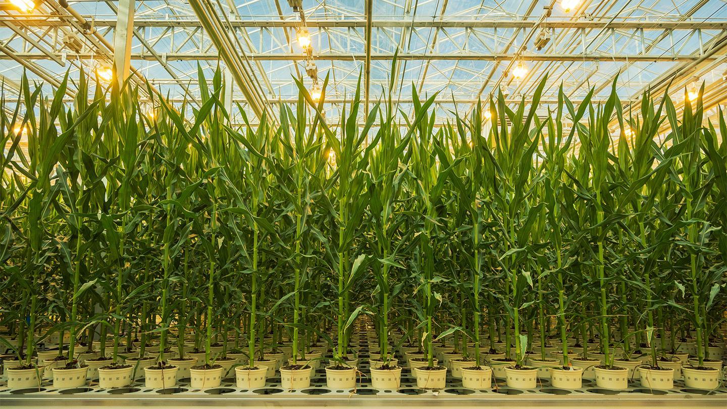 Corn plants in a greenhouse.