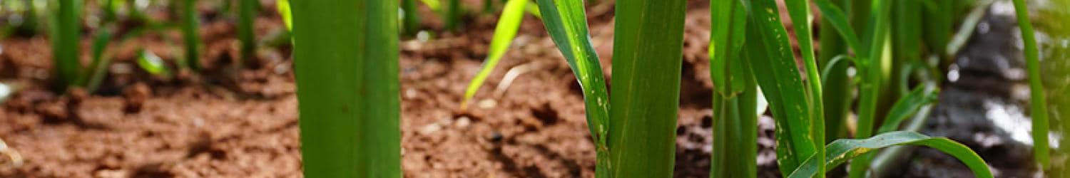 A field of corn with a puddle in the middle.