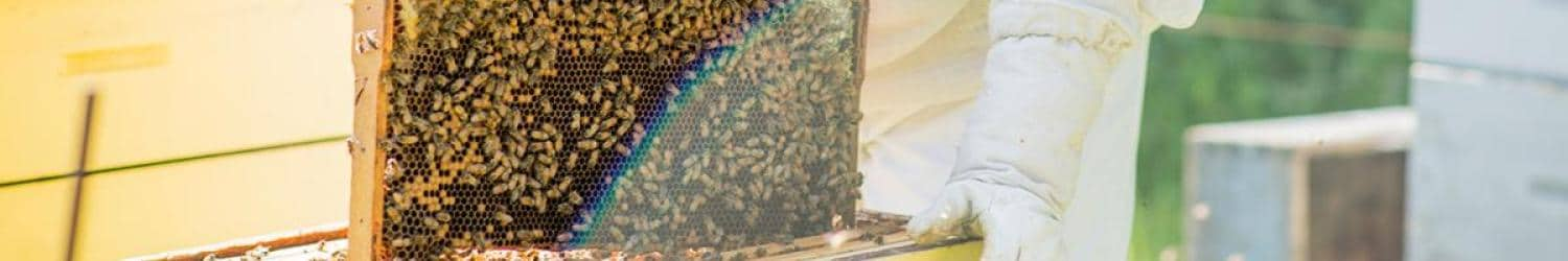 A beekeeper holds a frame full of bees.