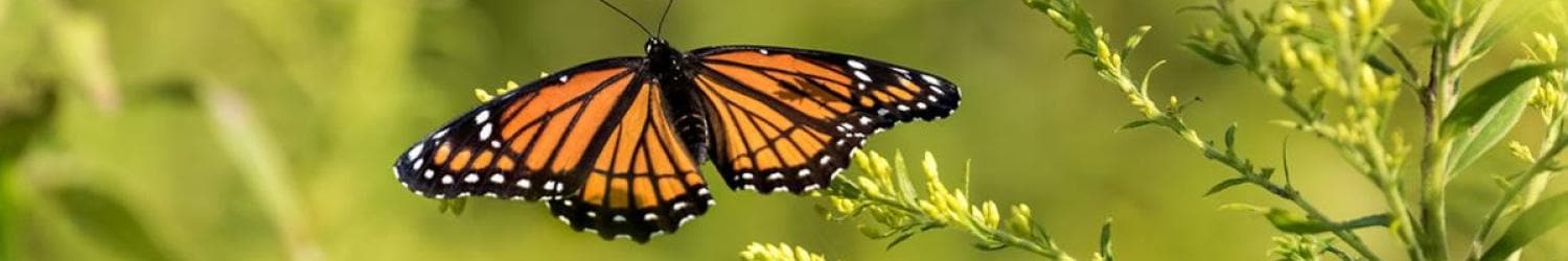 A monarch butterfly sits on green grass.