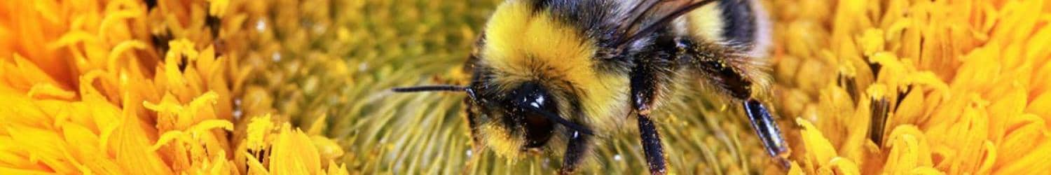 A close up of a bee on a yellow flower.