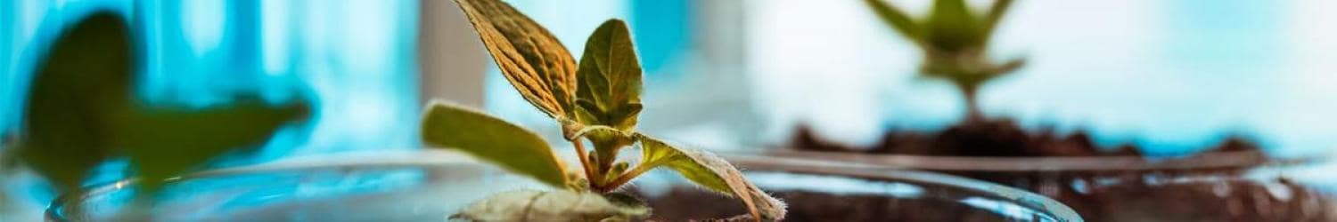 A small plant grows in a glass container.