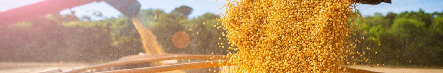 Grain is poured out of a truck.