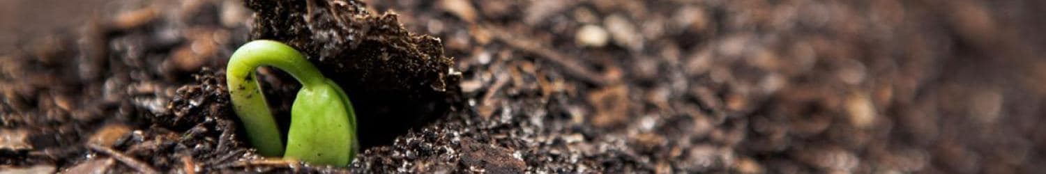 A green plant sprouting from the dirt.