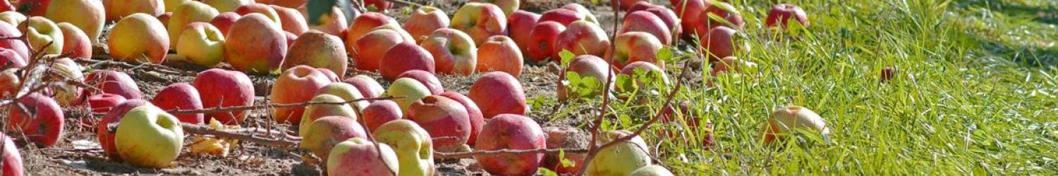 An apple field on the ground.