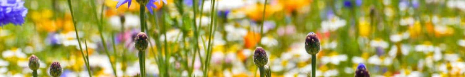 Wildblumen auf einem Feld mit verschwommenem Hintergrund.